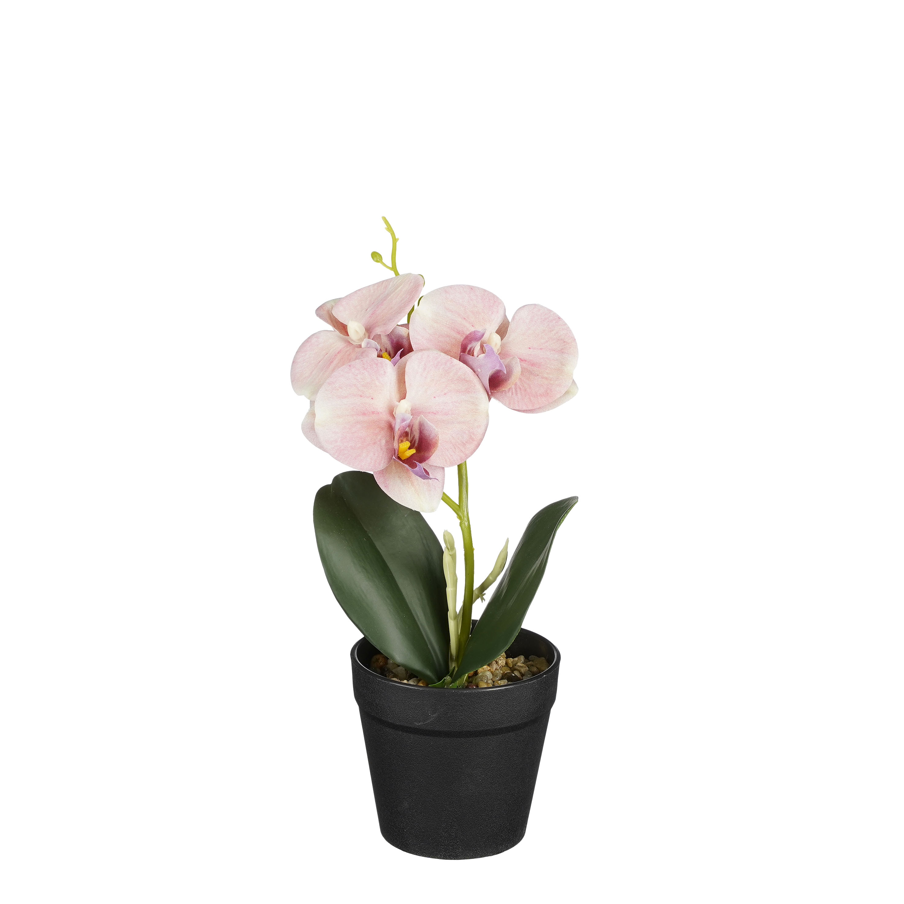 Home - English - Orchitop® - DER Orchideen-Topf